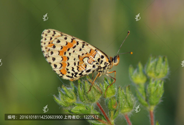 一天蝴蝶（Melitaea,SSP。）