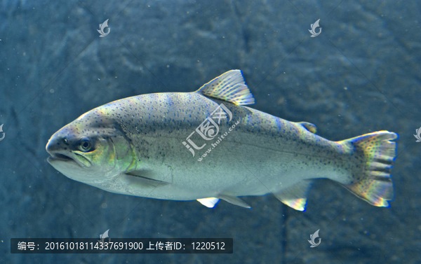 國王鮭魚