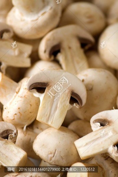 食用菌