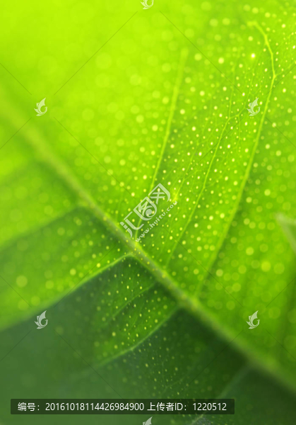 綠葉