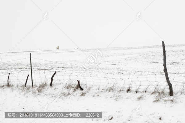 雪馬