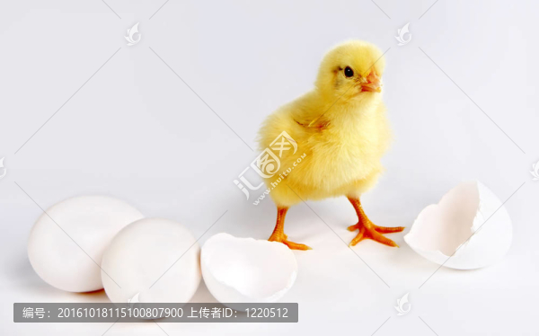 剛出生的小雞