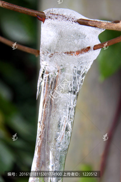 樹枝覆蓋著冬冰雪