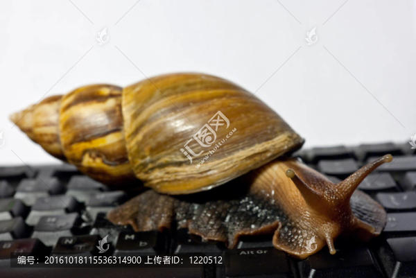 蝸牛在鍵盤