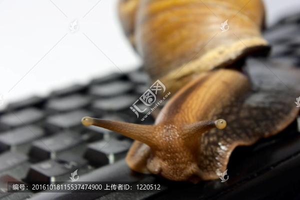 蝸牛在鍵盤