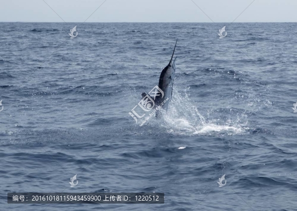 旗魚的咸水釣魚運動跳躍