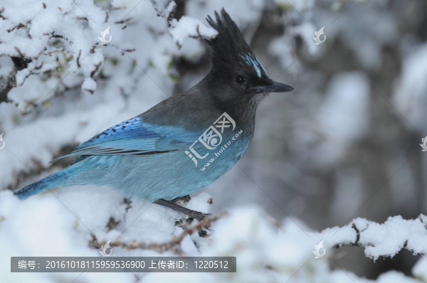 虎頭的杰伊在雪中