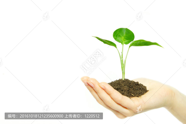 植物在手