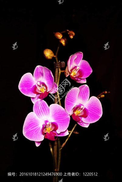 蘭花
