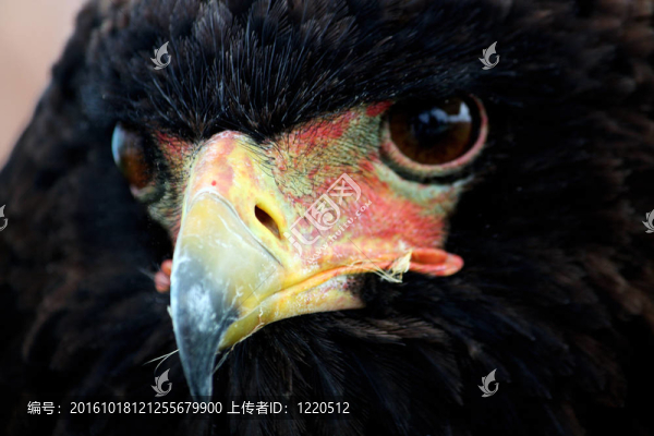短尾雕
