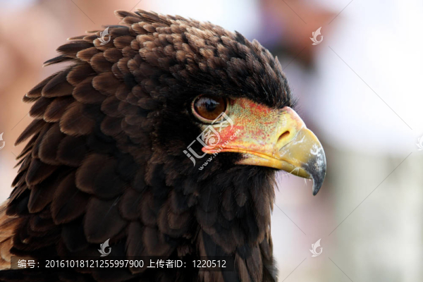 短尾雕