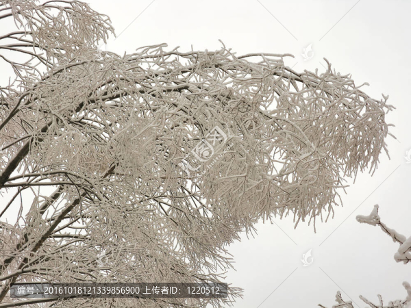 冰雪覆蓋的樹枝