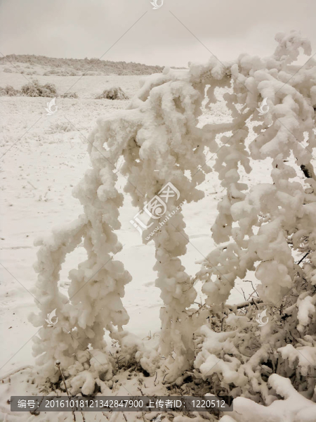 冰雪覆蓋的樹枝