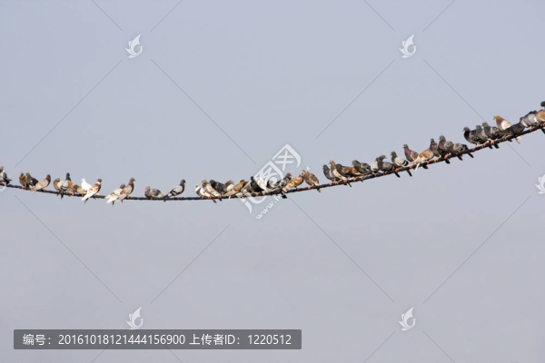 鴿子在電線