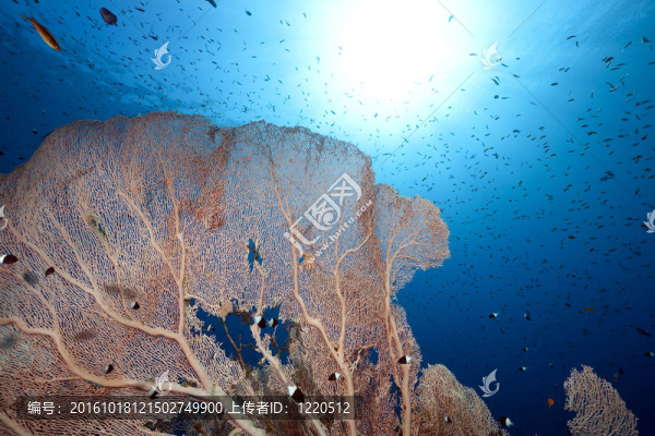 沙鷗；海洋魚類