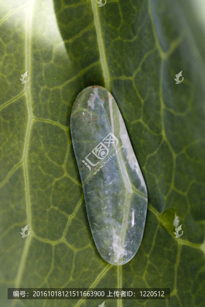 白菜液滴