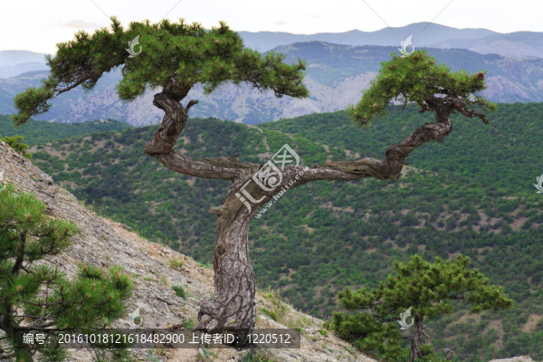 避暑山上的松樹(shù)（克里米亞，烏克蘭）