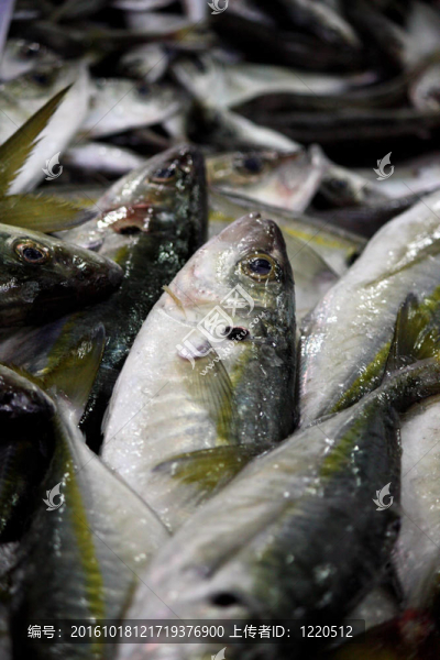 鯖魚樁
