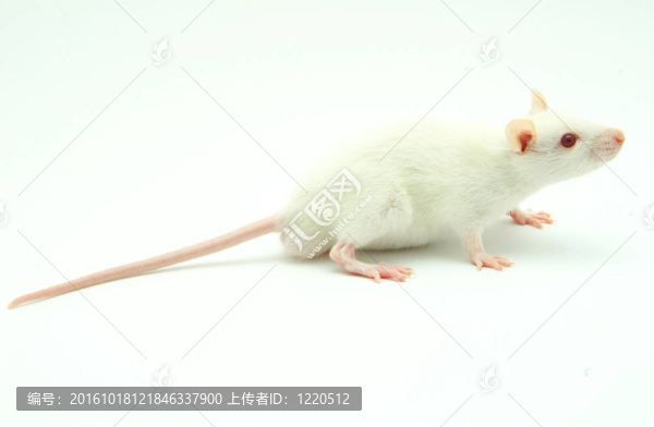 小白鼠