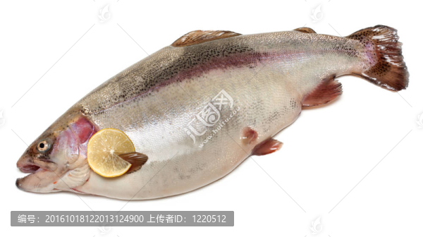 濕鱒魚放的檸檬