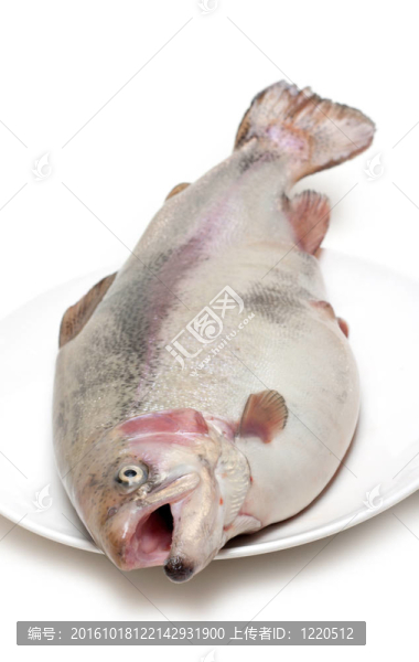 板上的魚