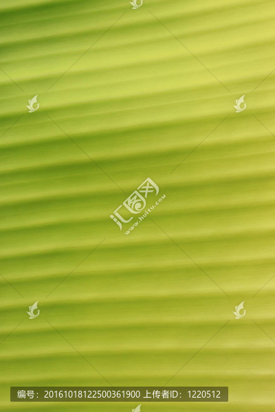綠色的葉子
