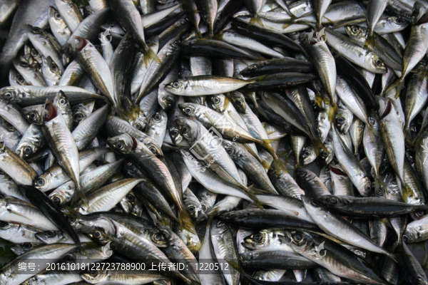 沙丁油魚
