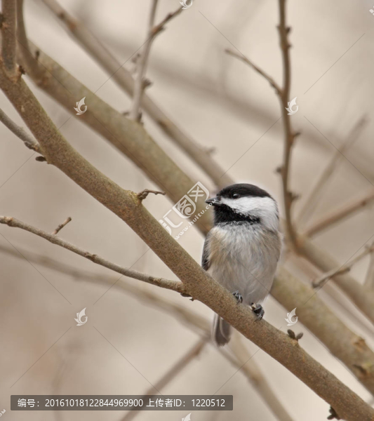 黑頂山雀（Poecile,atricapilla）