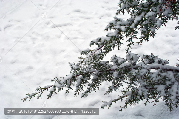 樹上的雪