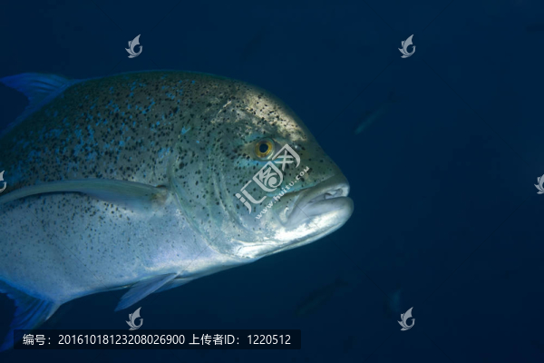 藍(lán)鰭鲹