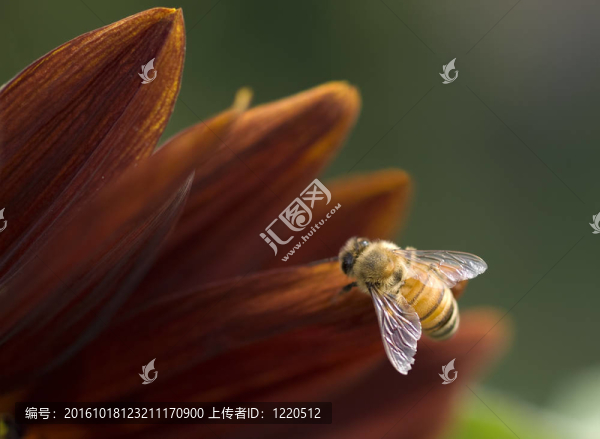蜜蜂蜜蜂的翅膀在花瓣的細節(jié)