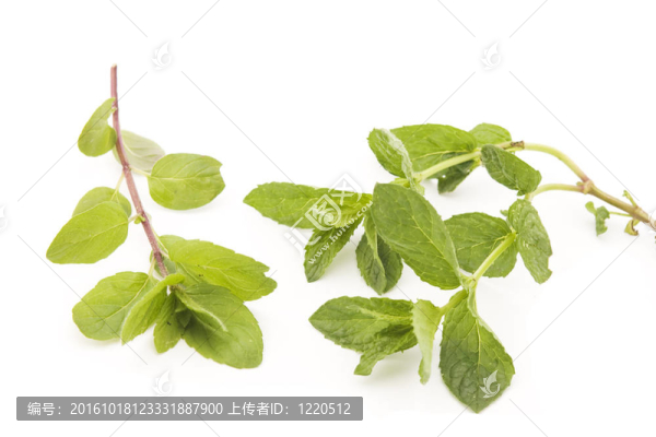 薄荷