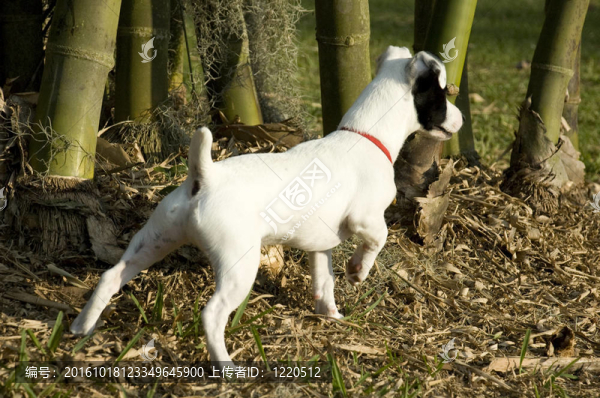Jack,Russell在Park