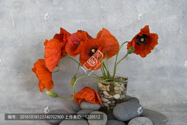 紅色的罌粟花