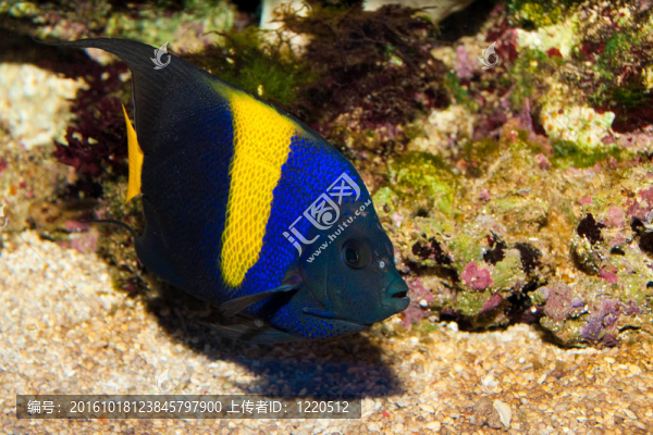 Asfur,Angelfish（Pomacanthus,asfur）在水族館