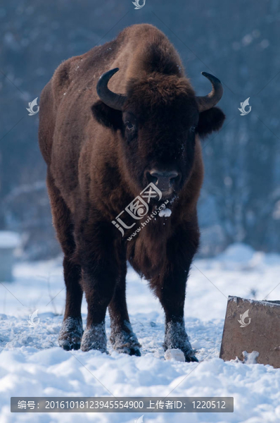 歐洲野牛（Bison,bonasus）；男性；在冬天