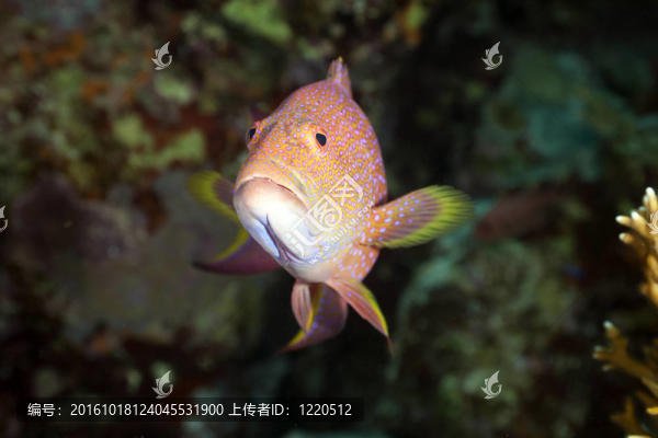 lyretail石斑魚(yú)
