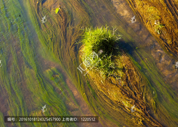 河流藻類(lèi)細(xì)節(jié)