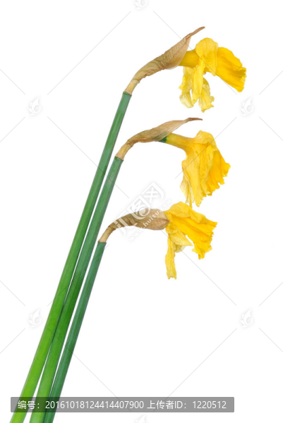 死去的花朵