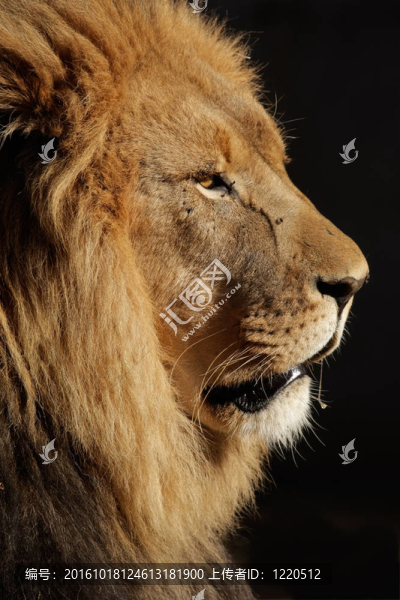 非洲雄獅