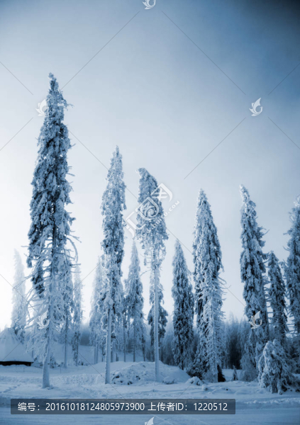 冬景