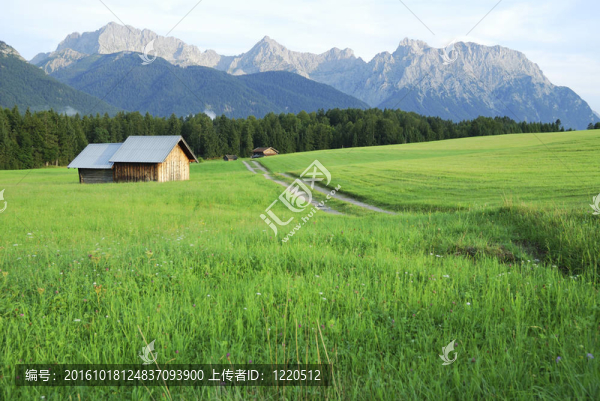 牧場在阿爾卑斯山