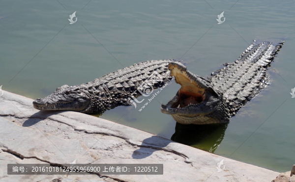 crocodilles