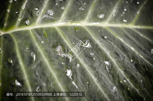 水葉作為背景