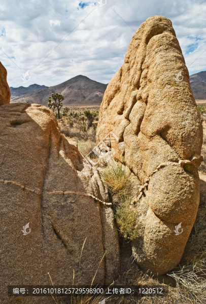 巖層；Joshua,Tree