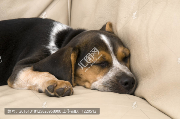 可愛的Beagle,Laying,Down