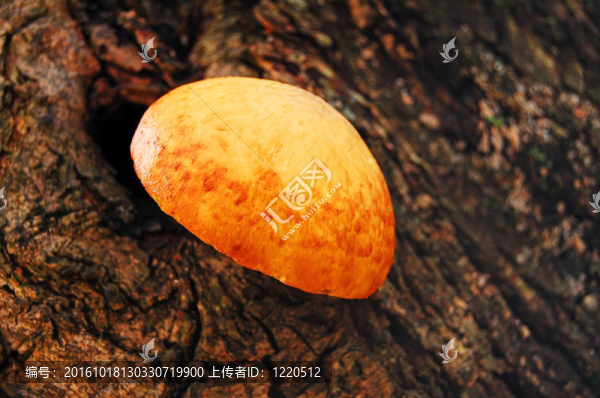 樹蘑菇
