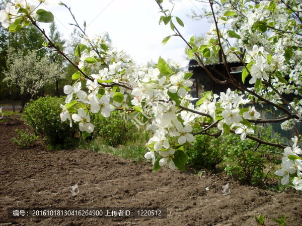 遠(yuǎn)梨花在園中的春天
