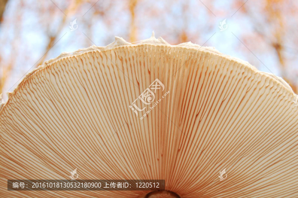 蘑菇
