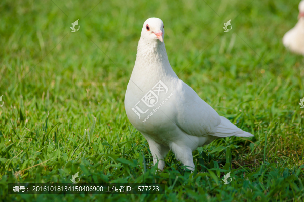 鴿子